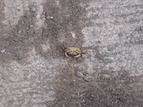 A Crab Left Behind In The Drained Boating Lake