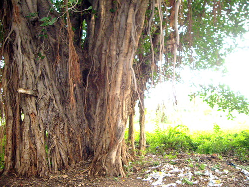 dates tree in tamilnadu. Banyan Tree, Pannai, Tamil