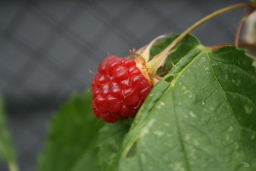 first raspberry