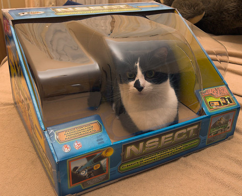 Cat in attractive display box