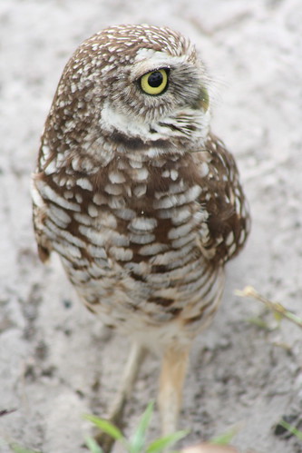 burrowing owls 1-26-08 043
