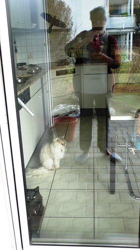 Nera and Fluffy behind the window