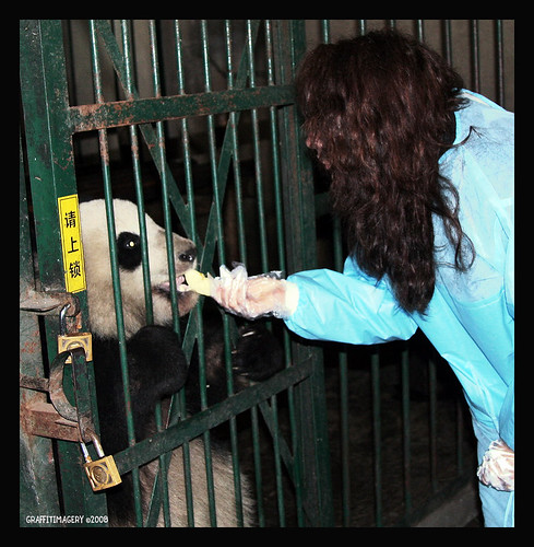 HERE I AM FEEDING ONE OF THE PANDAS AT THE CHENGDU PANDA BASE IN CHINA