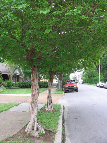 Crepe Myrtle Art in Cooper-Young