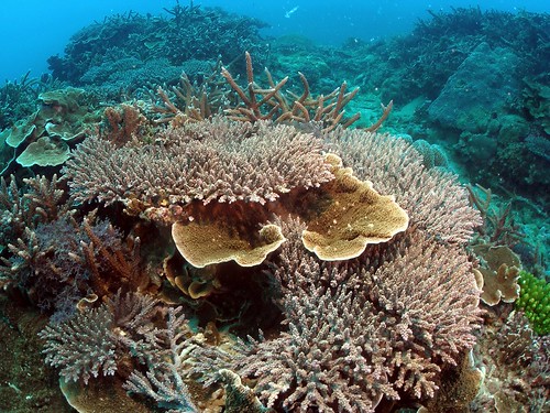 墾丁南灣眺石保護區多年保育有成，珊瑚礁健康狀態良好。