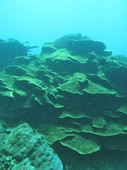 圖.6 層疊的膜形盤跚瑚