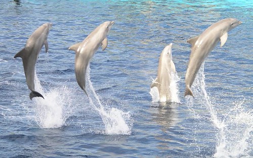 delfines de cerca