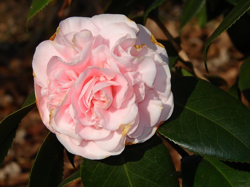 Debutante camellia