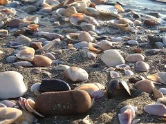Pebbles and shelves on the beach of Fregene