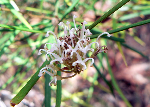 Grevillea linearifolia flower 1