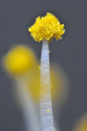pollens on a stamen of cherry blossoms