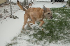 Charlie Playing In Snow
