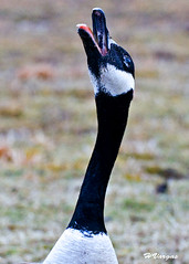 Goose, by Flickr user HVargas