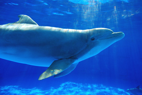  フリー画像| 動物写真| 哺乳類| イルカ| 青色/ブルー|       フリー素材| 