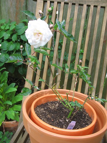 Marble Gardens Mystery Rose