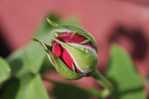 Old Timer Rose starting to bloom