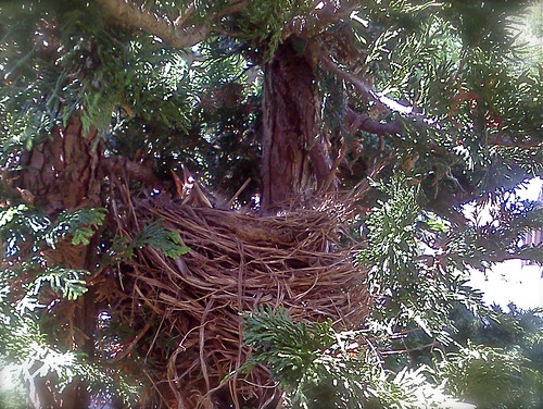 robins' nest