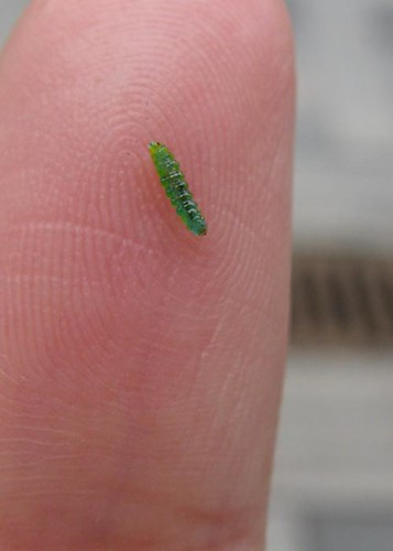 My real life baby caterpillar
