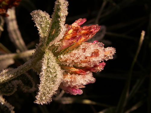 Frost wild flower 4