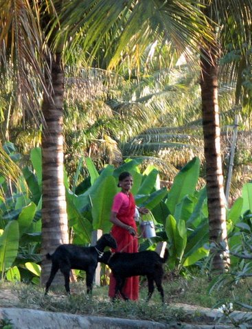 two goats, two palm trees, and a magical smile ranganathitttu 040108