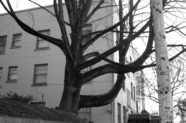tree_black_white_everett_enhanced