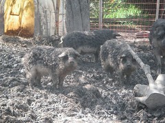 Wollschweine