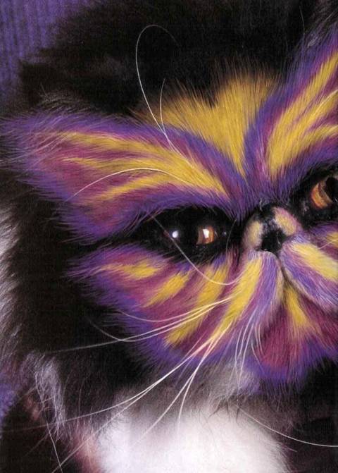 painted cats (4)