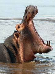Hippo, Luangwa River, South Luangwa, Zambia