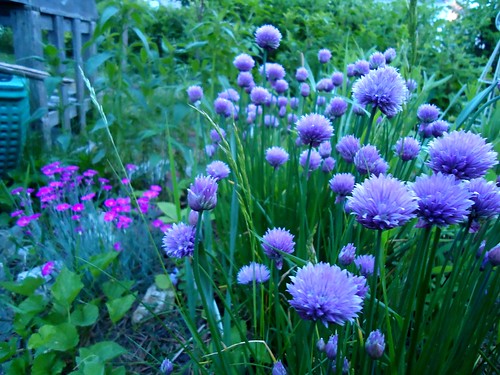 chives and pinks