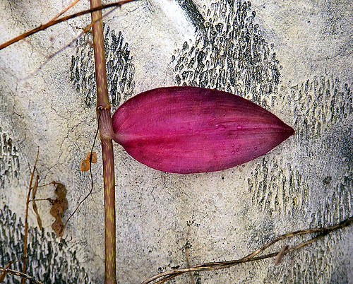 Purple leaf.jpg