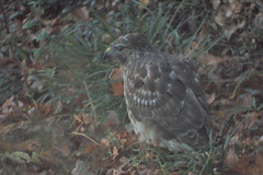 Hawk on ground