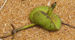 Mangrove seed IMG_7447trimmed