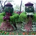 2008台北花卉展
