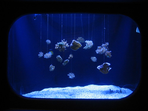 aquarium display