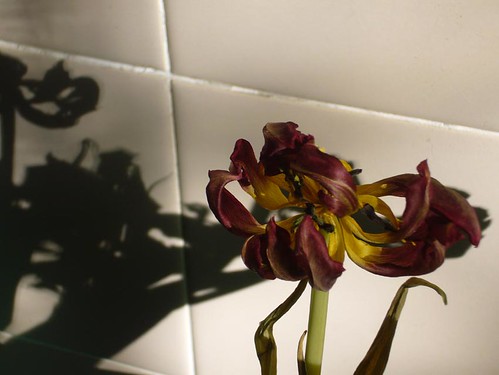 Kirsty Hall, photograph of dead tulips casting shadows on cream tiles