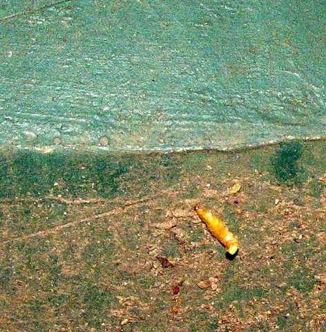 glow worm on the concrete siding on nanda rd park 190308