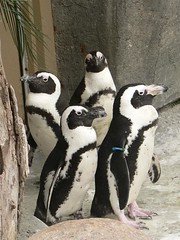 Penguin Team
