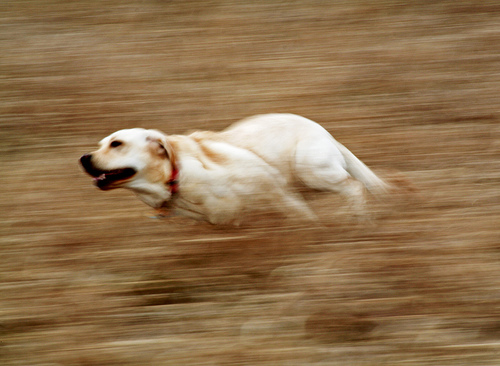 dog_running_fast
