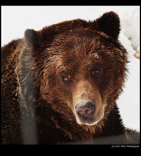 Coola, the orphaned Grizzly