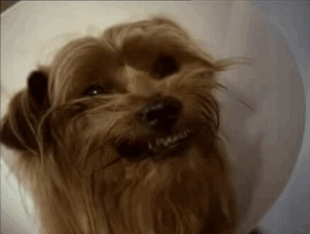 Funny Dog Humor Hilarious Australian Terrier Photo Pics