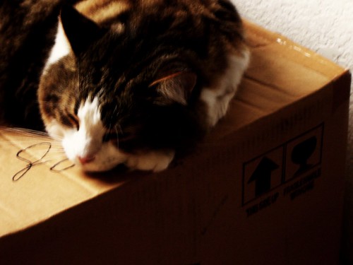 Sleeping on a box