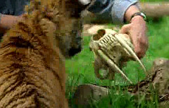 17 tiger and smilodon