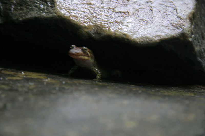 Peeking salamander