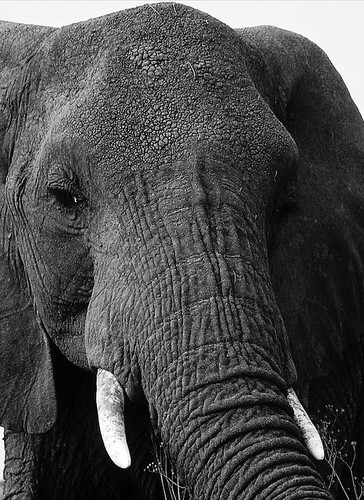 Tags: Africa, black & white, Elephant, photography, Serengeti, Tanzania, 