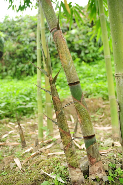 Bambusa longispiculata Gamble 長節竹 