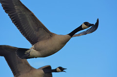 Goose Closeup DSC_8441 by Mully410 * Images