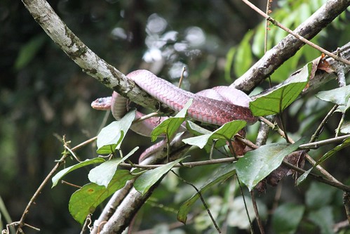 Morage palm snake