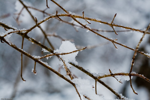 Snowy Branch