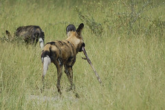wild dogs with bone of baby impala