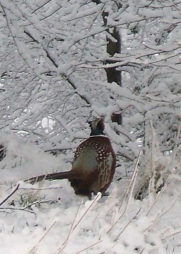 Snowy pheasant